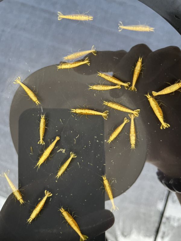 粗金背黃金米蝦 