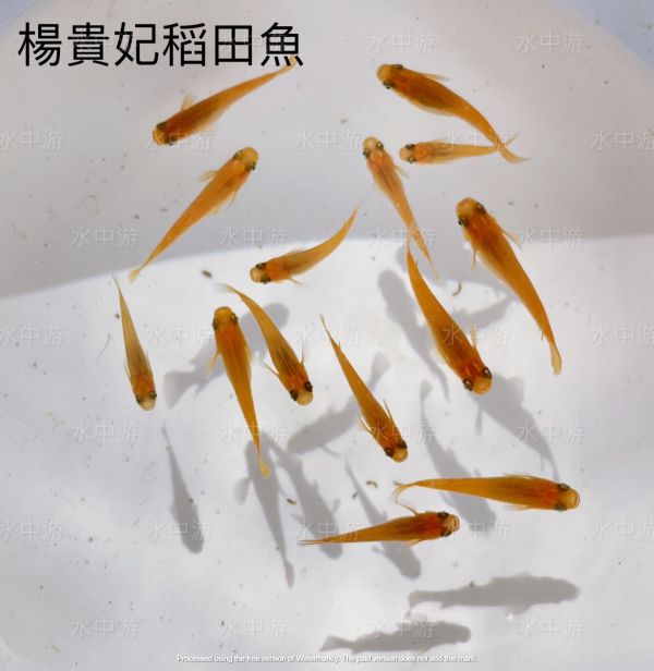 美達卡-楊貴妃稻田魚 美達卡,楊貴妃,稻田魚,日本稻田魚