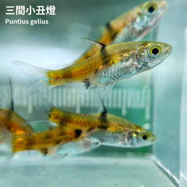 三間小丑燈 三間小丑燈,小丑燈,燈科魚,燈魚,觀賞魚,水族