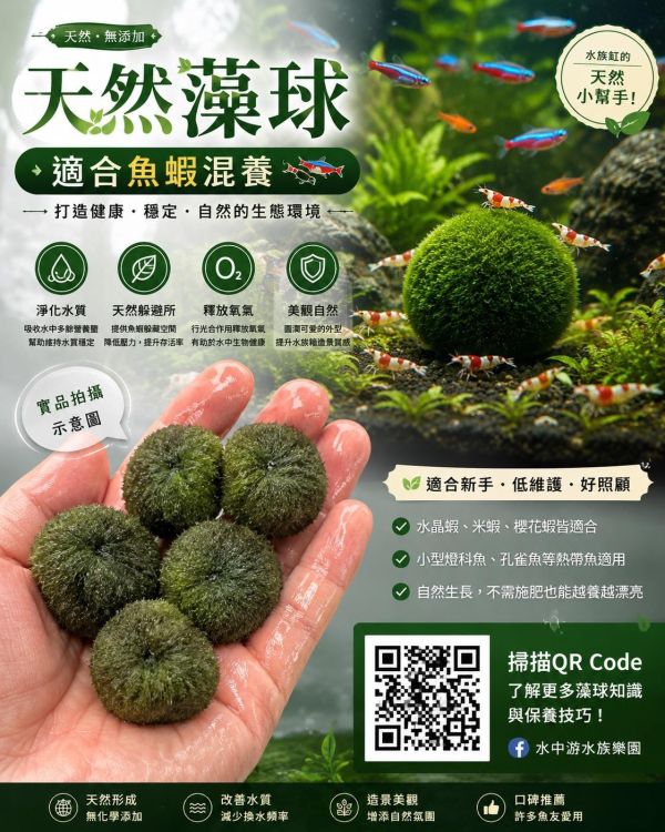 Marimo綠藻球 