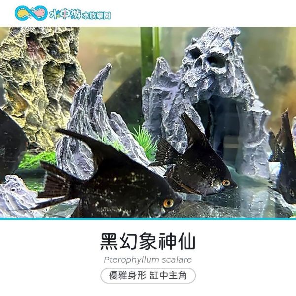 黑幻象神仙 黑幻象神仙、神仙魚、慈鯛、水草缸