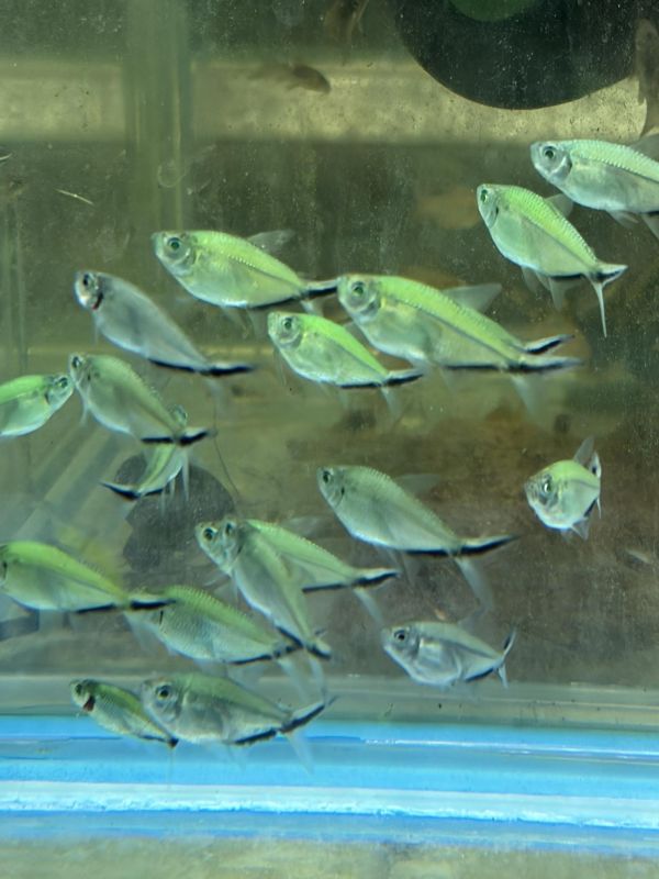 螢光綠黑尾大勾旗 