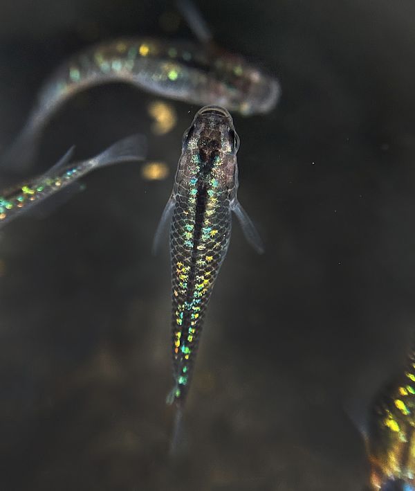 美達卡-尤里西斯 美達卡-尤里西斯,日本稻田魚,日本青鱂魚,Oryzias latipes