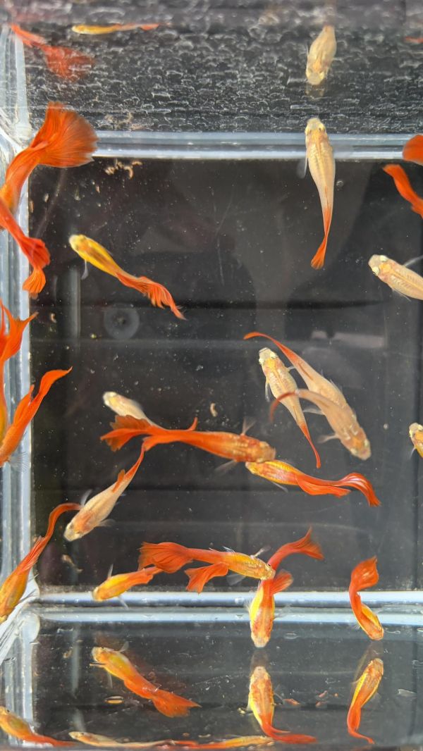 佛朗明哥孔雀魚 