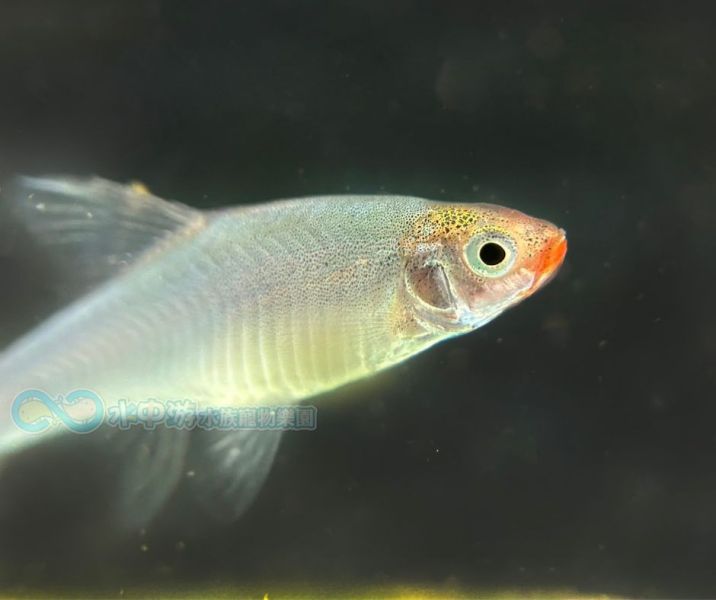 亞洲紅鼻 亞洲紅鼻,小型魚,觀賞魚,水族,兩頭紅,女王兩頭紅