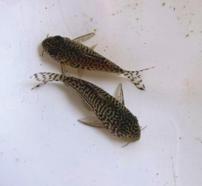 茱莉豹鼠 茱莉豹鼠,鼠魚,底棲魚