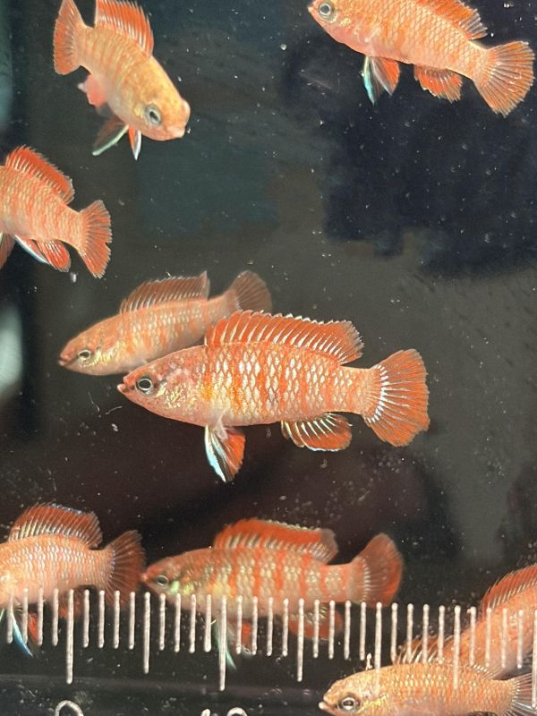 火焰變色龍(吃渦蟲) 