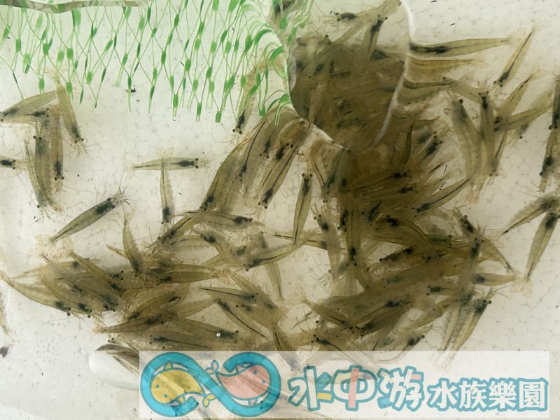 大和藻蝦 