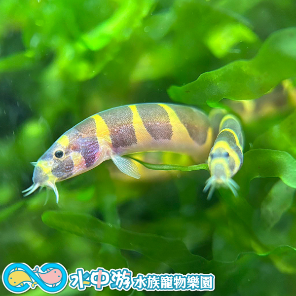 蛇魚 蛇魚,觀賞魚,觀賞蝦,水族