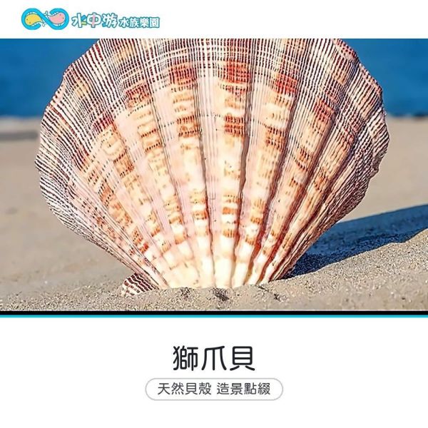獅爪貝 