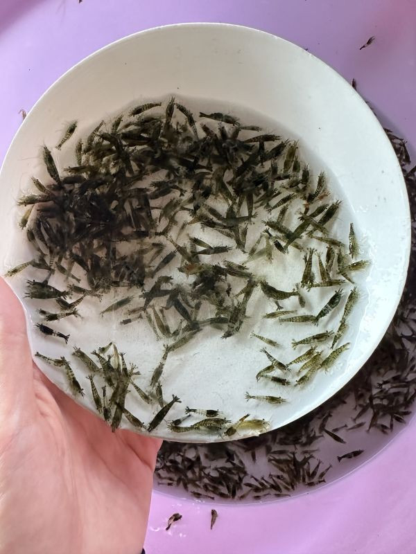 綜合米蝦(顏色隨機) 