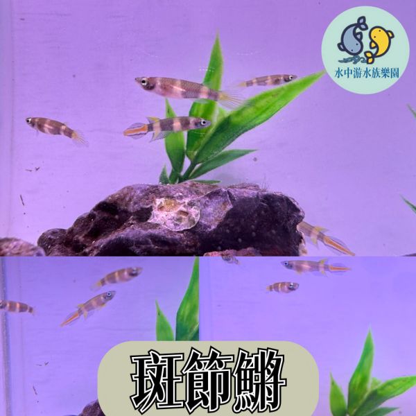 斑節鱂 斑節鱂