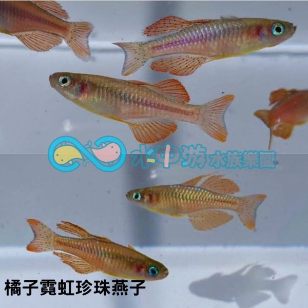 橘子霓虹珍珠燕子 橘子霓虹珍珠燕子,小型魚,橘子霓虹,觀賞魚