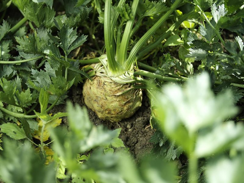 Biotta | 根芹菜汁 biotta,斷食, 100%蔬菜原汁,Biotta根芹汁Biotta
BIOTTA,
根芹汁,
根芹原汁,
根芹
西洋芹根
Root Celery,
Celeriac Juice,
瑞士蔬果汁,
瑞士原裝,
生機飲,
蔬果原汁,
100%蔬菜汁,
100%蔬果汁,
天然蔬果汁,
蔬菜汁推薦,
健康飲食,
每日蔬菜補充,