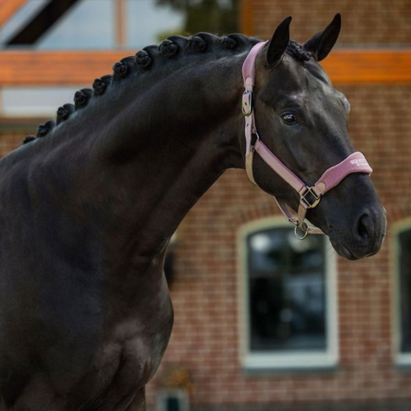 EQUESTRIAN STOCKHOLM 籠頭 (2色可選/FULL) 
