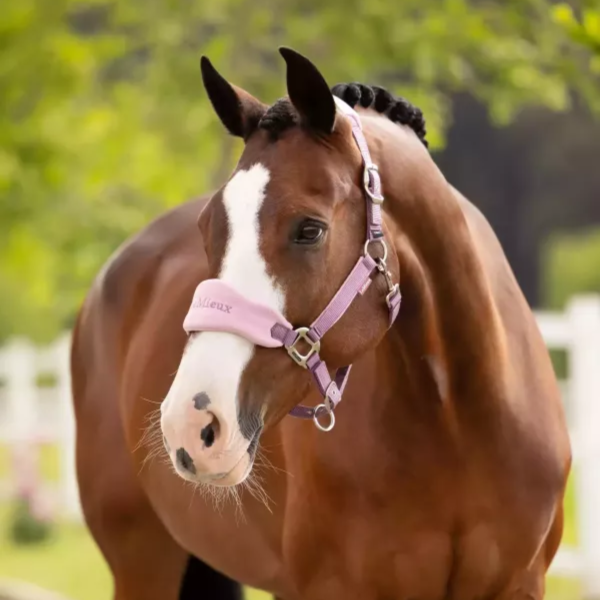 LeMieux 籠頭套組 (含牽馬繩/刷毛布籠頭/4色可選/FULL) 