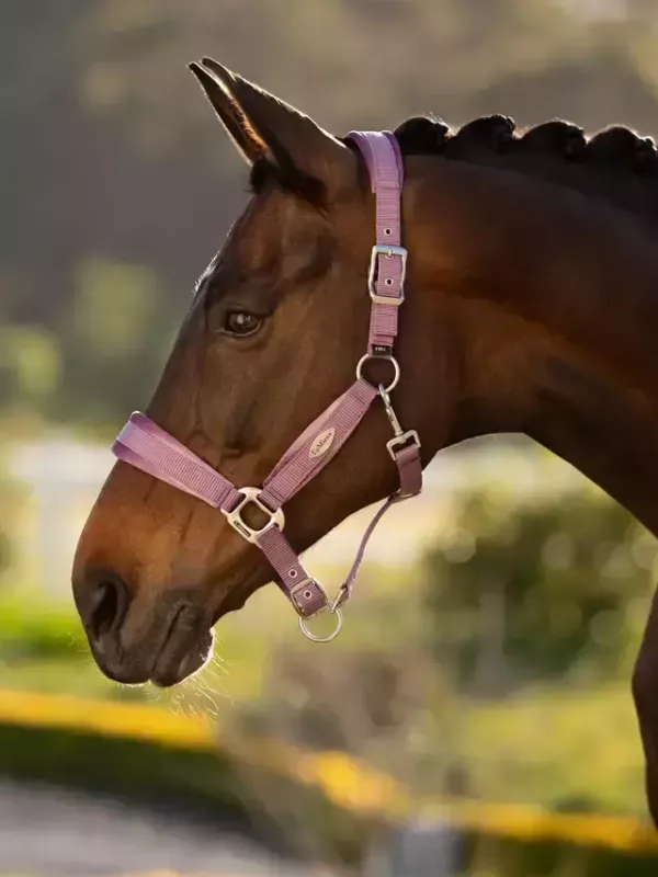 LeMieux 籠頭套組 (含牽馬繩/FULL/2色可選) 