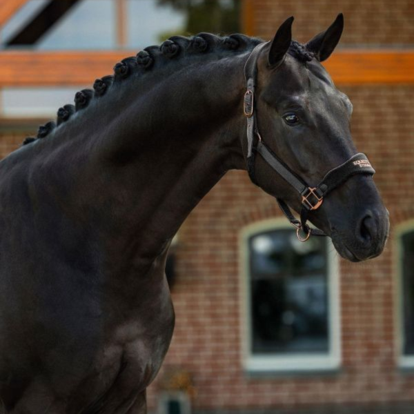 EQUESTRIAN STOCKHOLM 籠頭 (2色可選/FULL) 