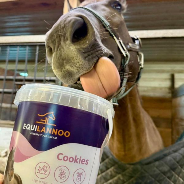 馬餅乾 (蘋果口味/1.5kg) 