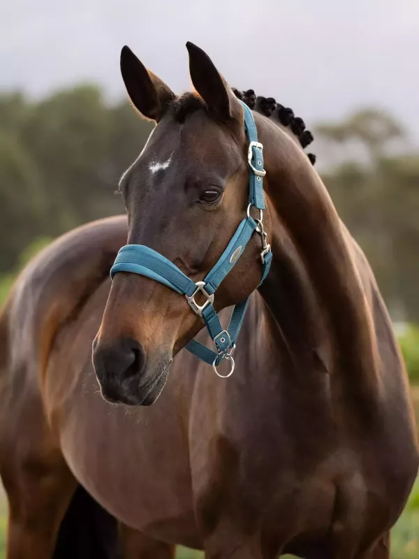 LeMieux 籠頭套組 (含牽馬繩/FULL/2色可選) 