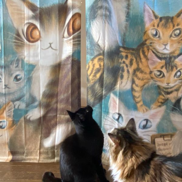 WCC貓大會窗簾 