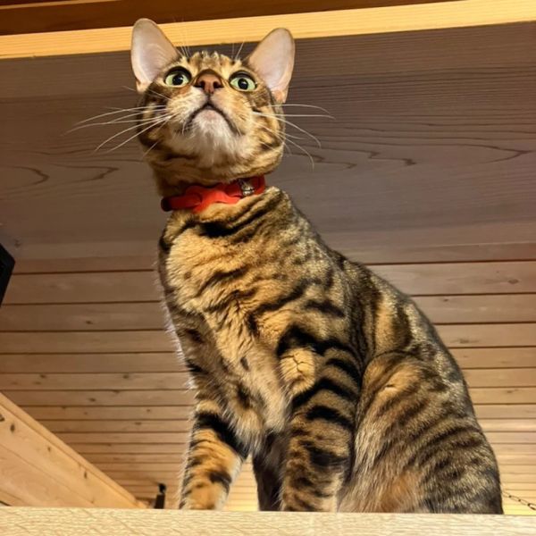 皮革環狀貓項圈-紅 