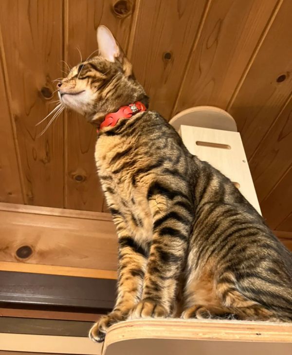 皮革環狀貓項圈-紅 