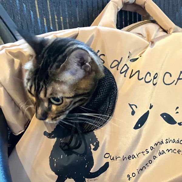 跳舞貓探頭外出包 