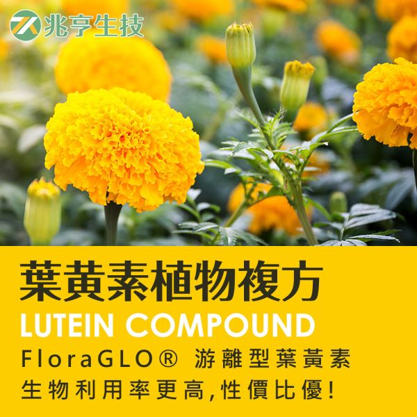 葉黃素植物複方膠囊 藍莓萃取,FloraGlo,游離型葉黃素,金盞花,王米黃素,透明質酸納,酵母鋅,保健品批發
