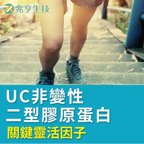 UC非變性二型膠蛋白 葡萄糖胺,薑黃素專利纖維,黑酵母萃取,MSM,非變性二型膠原蛋白,玻尿酸,保健品批發
