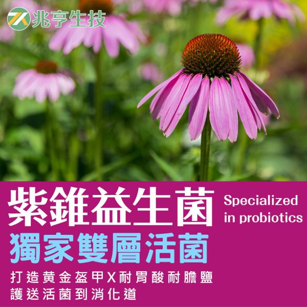 紫錐益生菌 紫錐益生菌,益生菌,紫錐菊,維生素C