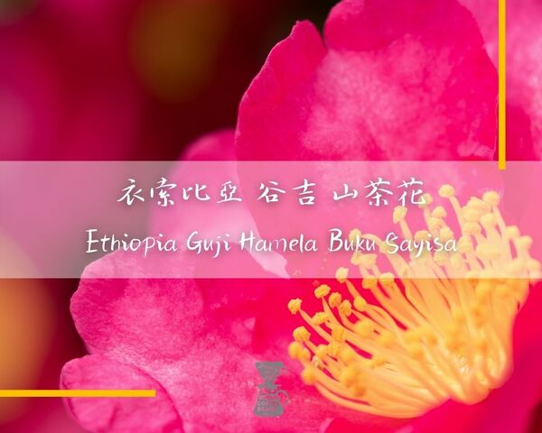 非洲之王 布穀雪依莎/山茶花/日曬處理/淺中焙 