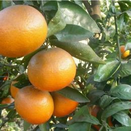 碧蘿村農場有機佛利蒙柑-全素 