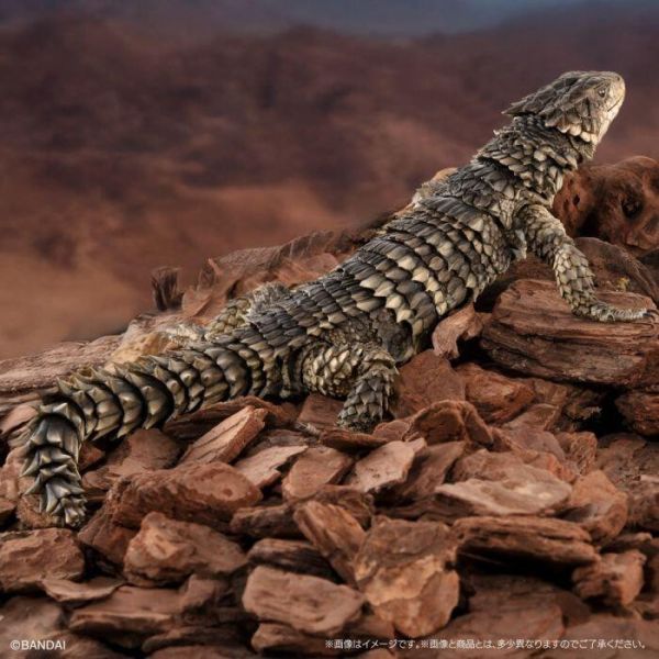 【史派克工廠】結單25年11月 代理版 萬代 BANDAI 盒玩 生物大圖鑑 巨型環尾蜥 0819 代理版 萬代 BANDAI 盒玩 生物大圖鑑 巨型環尾蜥