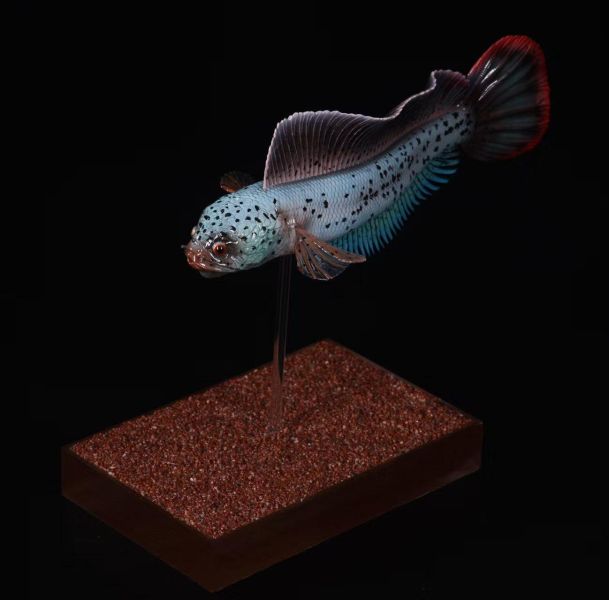 【史派克工廠】預購免運26年6月 三合一創 淡水觀賞魚系列 巴卡雷龍 0601 三合一創 淡水觀賞魚系列 巴卡雷龍
