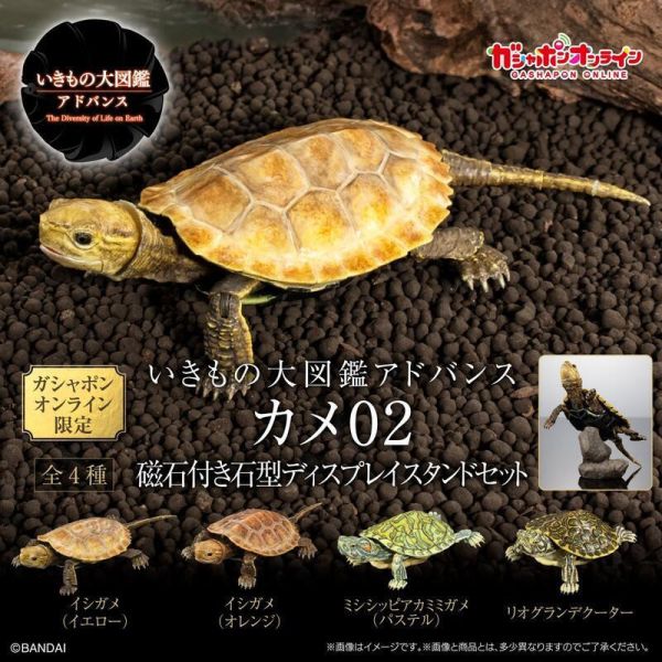 【史派克工廠】結單25年6月 生物大圖鑑進階版 烏龜02 附支架 一套4款 0409 生物大圖鑑進階版 烏龜02 附支架 一套4款