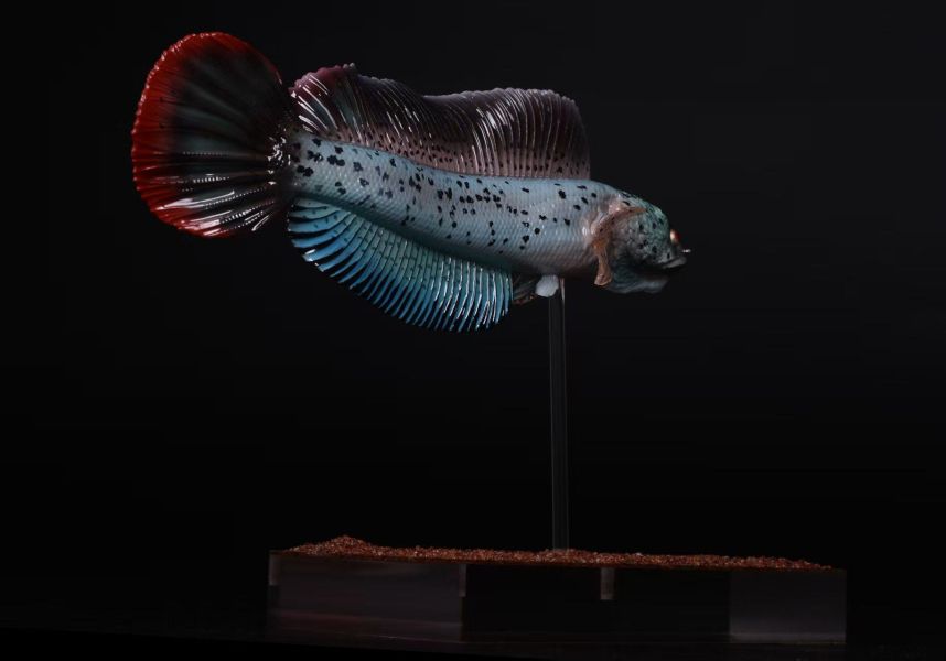 【史派克工廠】預購免運26年6月 三合一創 淡水觀賞魚系列 巴卡雷龍 0601 三合一創 淡水觀賞魚系列 巴卡雷龍