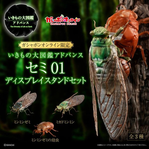 【史派克工廠】結單 預購24年9月 代理版 Gashapon限定 轉蛋 扭蛋 生物大圖鑑 蟬01 三種套組 附支架 0710 代理版 Gashapon限定 轉蛋 扭蛋 生物大圖鑑 蟬01 三種套組 附支架