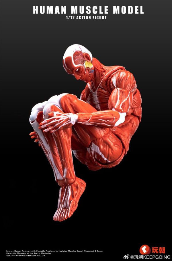 【史派克工廠】結單免運Q3 玩朝玩具 Human Muscle Model 1/12 肌肉素體 超可動人偶 0718 玩朝玩具 Human Muscle Model 1/12 肌肉素體 超可動人偶