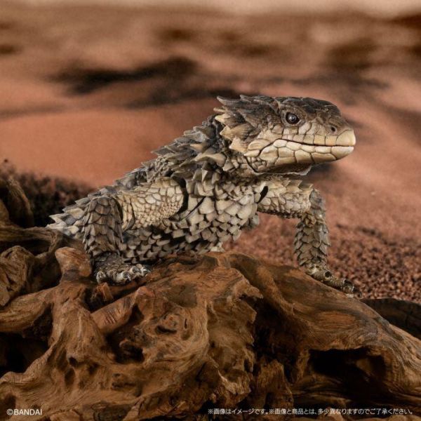 【史派克工廠】結單25年11月 代理版 萬代 BANDAI 盒玩 生物大圖鑑 巨型環尾蜥 0819 代理版 萬代 BANDAI 盒玩 生物大圖鑑 巨型環尾蜥