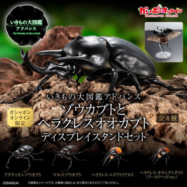 【史派克工廠】結單 預購24年8月 gashapon 轉蛋 扭蛋 生物大圖鑑 象兜蟲和赫克力士長戟大兜蟲 四種套組 0624 gashapon 轉蛋 扭蛋 生物大圖鑑 象兜蟲和赫克力士長戟大兜蟲 四種套組