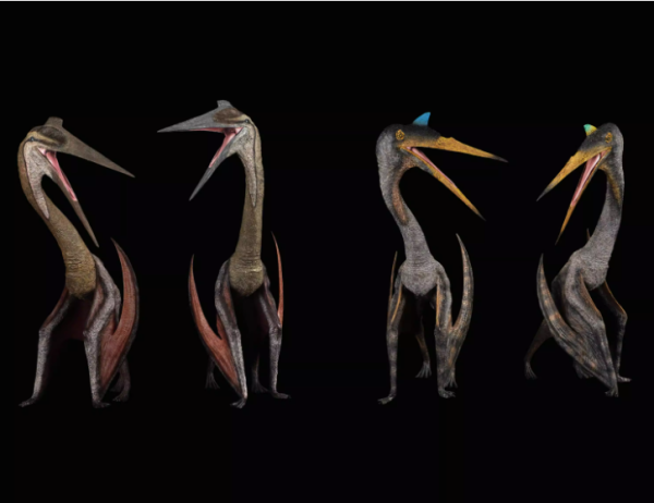 【史派克工廠】結單免運26年Q2 REBOR 不可動 諾氏風神翼龍兄弟 勞氏風神翼龍夫妻 1/12 0212 REBOR 不可動 諾氏風神翼龍兄弟 勞氏風神翼龍夫妻 1/12