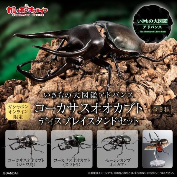 【史派克工廠】結單25年4月 萬代 BANDIA 生物大圖鑑 高卡薩斯南洋大兜蟲 附展示支架 一套3種 0204 萬代 BANDIA 生物大圖鑑 高卡薩斯南洋大兜蟲 附展示支架 一套3種