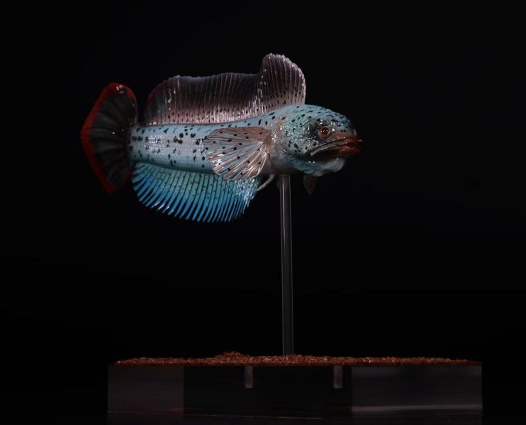 【史派克工廠】預購免運26年6月 三合一創 淡水觀賞魚系列 巴卡雷龍 0601 三合一創 淡水觀賞魚系列 巴卡雷龍
