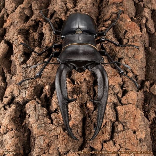 【史派克工廠】預購26年3月 代理版 萬代 限定 扭蛋袋裝 生物大圖鑑PREMIUM 巨顎叉角鍬形蟲 黑 0105 代理版 萬代 限定 扭蛋袋裝 生物大圖鑑PREMIUM 巨顎叉角鍬形蟲
