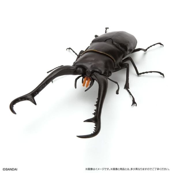 【史派克工廠】預購免運26年1月 萬代 扭蛋 生物大圖鑑生物大圖鑑 鍬形蟲11 附樹皮底座 一套5入 5款 1031 萬代 扭蛋 生物大圖鑑生物大圖鑑 鍬形蟲11 附樹皮底座 一套5入 5款