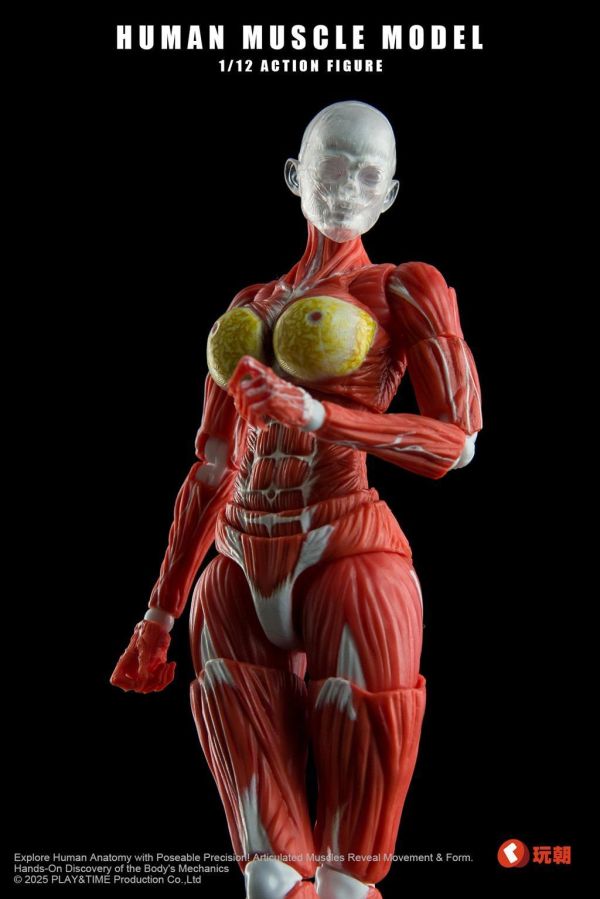 【史派克工廠】結單 免運26年Q4 Human Muscle Model 1/12 肌肉人紅色 女 可動 0923 Human Muscle Model 1/12 肌肉人紅色 女 可動