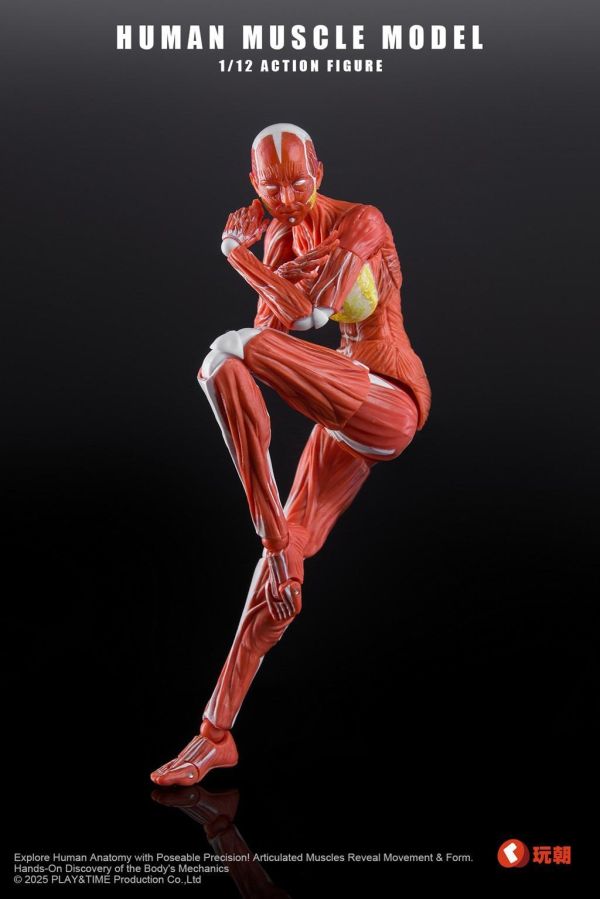 【史派克工廠】結單 免運26年Q4 Human Muscle Model 1/12 肌肉人紅色 女 可動 0923 Human Muscle Model 1/12 肌肉人紅色 女 可動