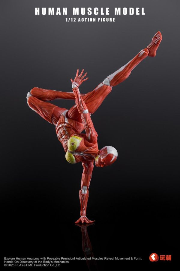 【史派克工廠】結單 免運26年Q4 Human Muscle Model 1/12 肌肉人紅色 女 可動 0923 Human Muscle Model 1/12 肌肉人紅色 女 可動