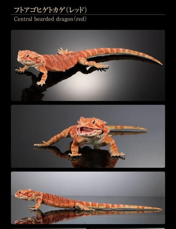 【史派克工廠】結單25年7月 BANDAI 扭蛋袋裝 生物大圖鑑 鬃獅蜥 (紅) 0421 BANDAI 扭蛋袋裝 生物大圖鑑 鬃獅蜥 (紅)